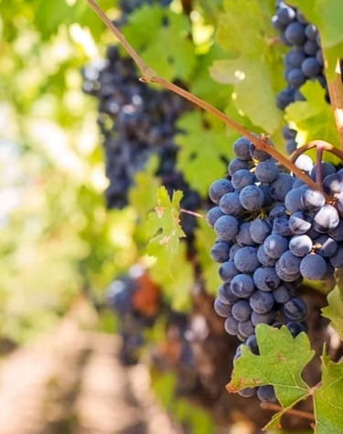 vinhos, degustação, olio oliva, Brunello