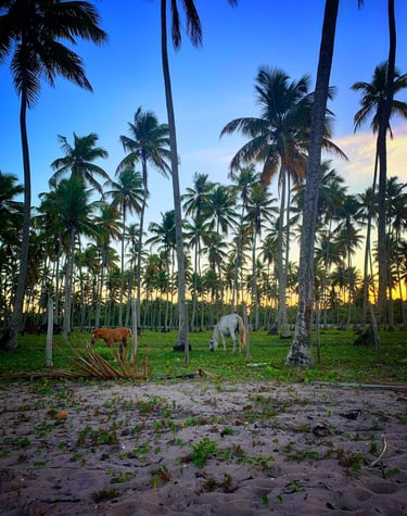 Praia Cueira, Ilha de Boipeba. Refúgio do Sagrado. Eventos e hospedagem