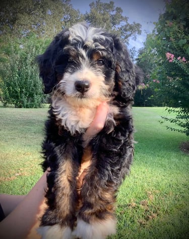 Rore the Bernedoodle Puppy 