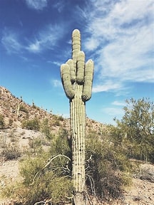 Middle finger cactus...