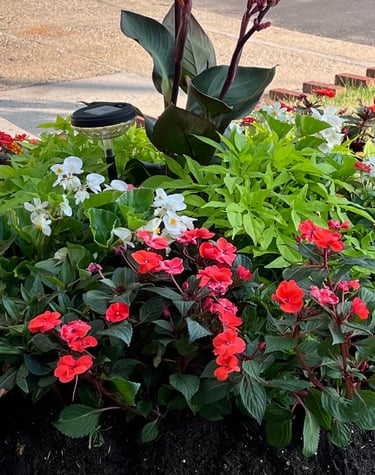 Vibrant garden flower bed featuring burnt orange impatiens, white begonias, and green foliage.