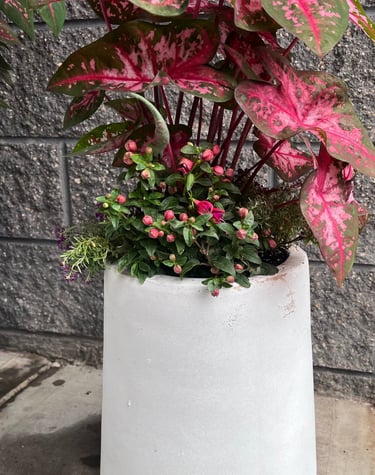 Pink caladium and fuchsia plants in a white modern planter against a stone wall.