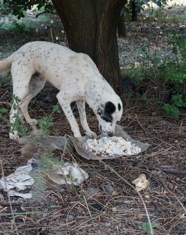 Street dog being fed