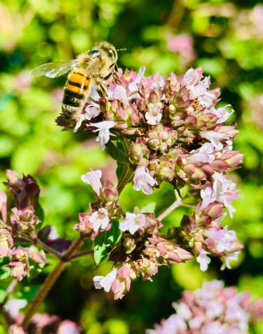 a bee on a flower with a bee on it