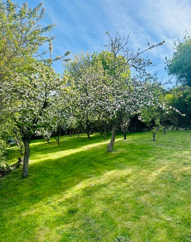 a grassy field with trees and a bench