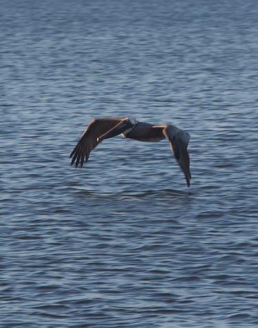 the brown pelican is one of many birds we see on our dolphin tours.