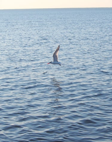 the common tern is one of many birds we see on our dolphin tours.