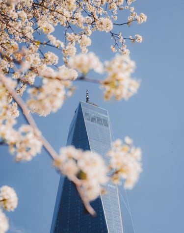 One World Trade Center et cerisiers en fleurs au printemps, New York City - Tanguy Belin