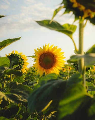 Champ de tournesols en fleurs au coucher du soleil dans le Centre-Val de Loire - Tanguy Belin