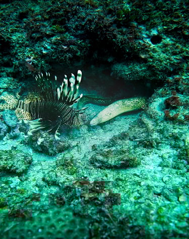a fish in a hole in the ground
