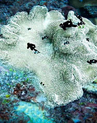 a coral reef with a group of fish swimming in the water