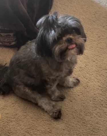 Lhasa Apso Sitting with Tongue Out