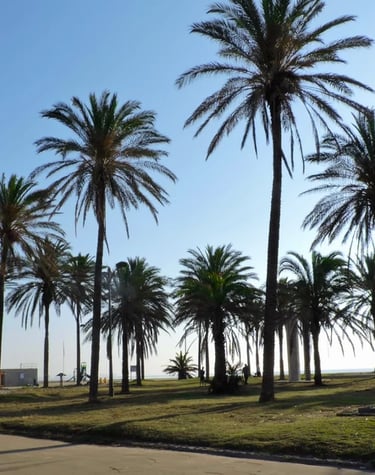 Isleta de palmeras de la Playa de la Patacona