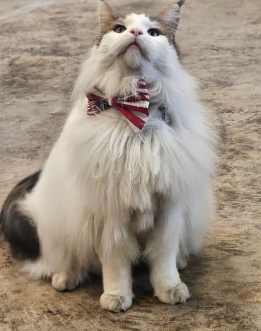 I love my Bow Tie from Wiskers, wings and wild things