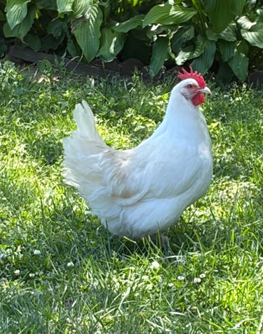 White dorking
