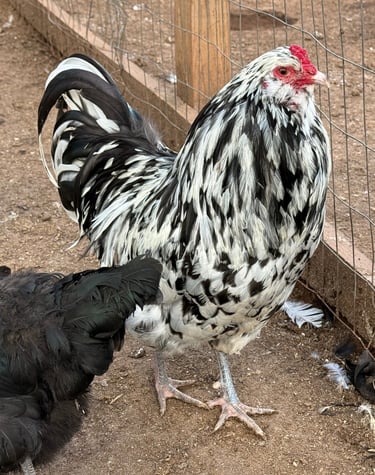 AMERAUCANA ROOSTER