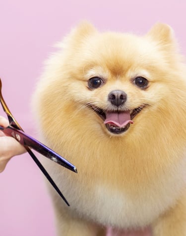 Glad liten Pomeranian blir stylad. Vi stylar många av dessa.