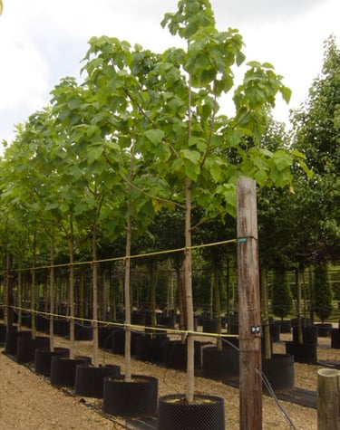 Sadzonki Paulownia w duzych donicach
