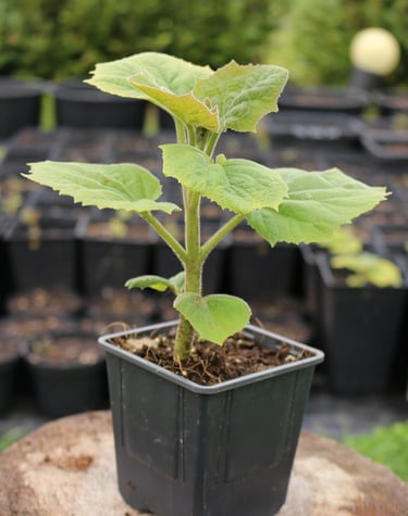 Paulownia, sadzonka w doniczce P9