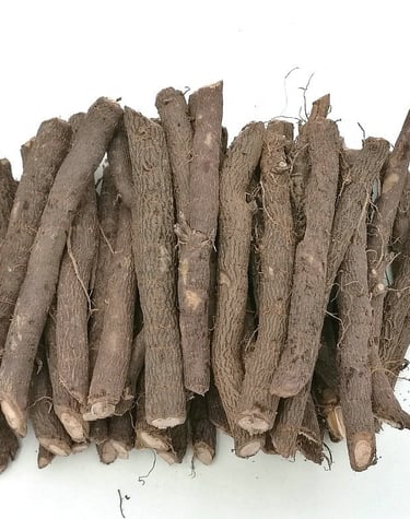 odcinki korzeniowe drzew Paulownia