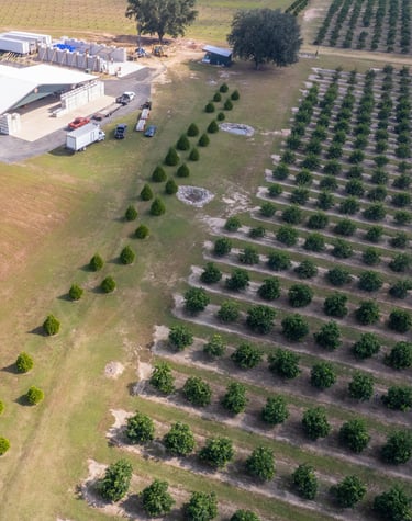 drone image of a citrus field