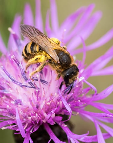 A honey bee covered in yellow pollen collects nectar from a vibrant purple wildflower.