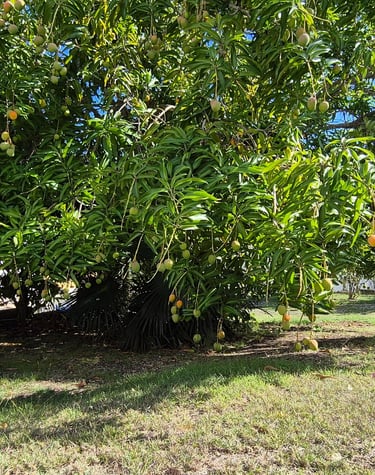 le jardin créole de la villa jolan