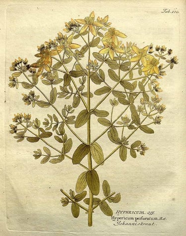Vietz, F.B., Icones plantarum medico-oeconomico-technologicarum (1800-1822)