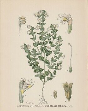 Amédée Masclef, ATLAS DES PLANTES DE FRANCE, Paris 1891