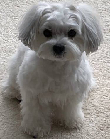 Beautiful White Female Mal-Shi in Texas.