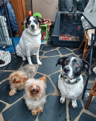 three dogs sitting on a rug in a room