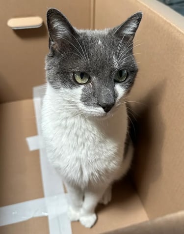 Chat gris et blanc installé dans un carton pendant une garde à domicile – KittySitter Marrakech