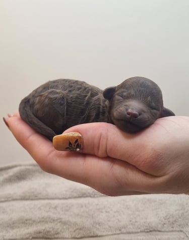 chiot Caniche toy femelle chococlat disponible des rives de riss