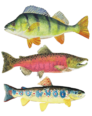 Poissons modifiés dans photoshop