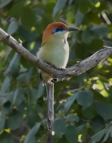 A Russet-crowned Motmot with a sky blue eye mask in Tzimol, Chiapas