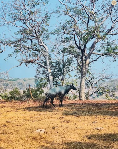 Nilgai antelope spotted on the way to Gharial Viewpoint, Panna Tiger Reserve, Madhya Pradesh.