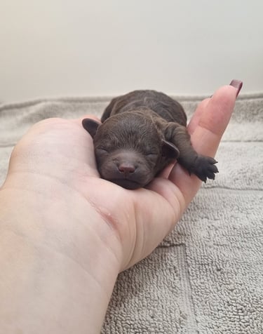 Chiot caniche toy mâle des rives de riss disponible