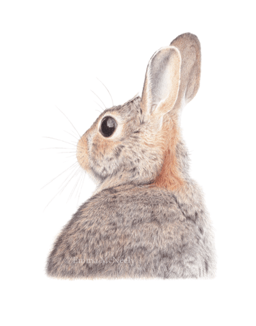 Rabbit wildlife portrait in colored pencil