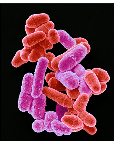 illustration de bactéries du microbiote intestinale