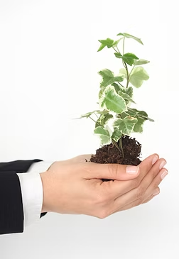 hands holding a seedling