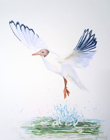 Black headed Gull, Original Artwork.