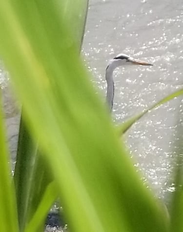 réserve naturelle de la baie Suncheon