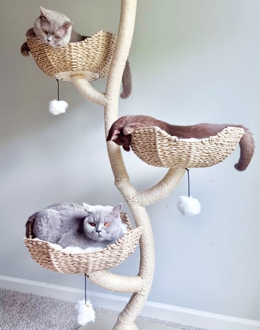 TICA-registered cinnamon British Shorthair from ethical breeder in Georgia