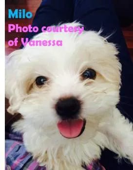 maltipoo puppy smiling 