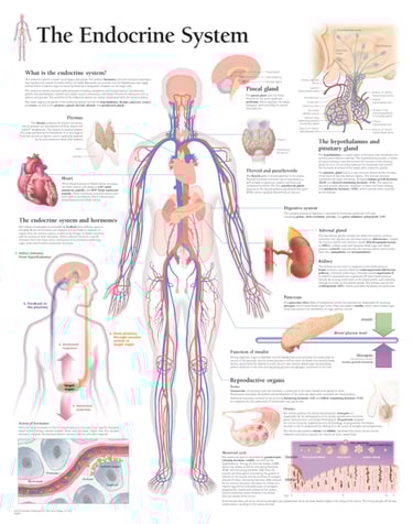 PESTICIDES SANTÉ MALADIES ENDOCRINIENNES
