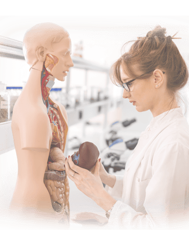 Ultrasound student in lab coat examining an anatomic model.