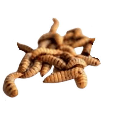 Larvae Live Larvae Feed for Fish Feed for Poultry