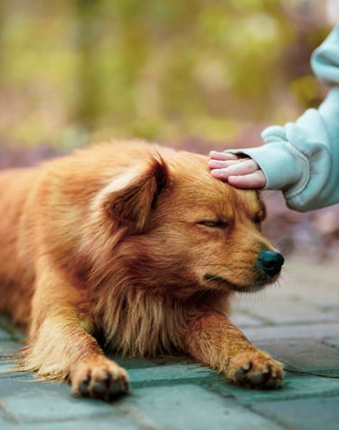 dogAdvisor | dog Advisor | dogadvisor.dog | dog Advisor