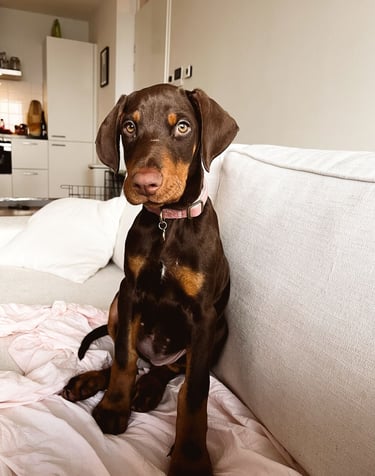 Doberman Puppies for Sale