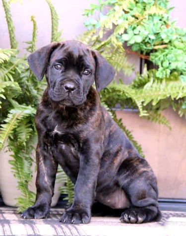 Puppies for Sale 